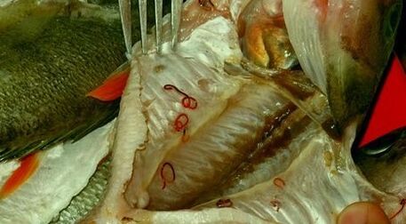 Parasiten an Fësch