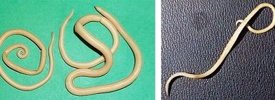 wéi eng Parasiten kann eng Persoun hunn